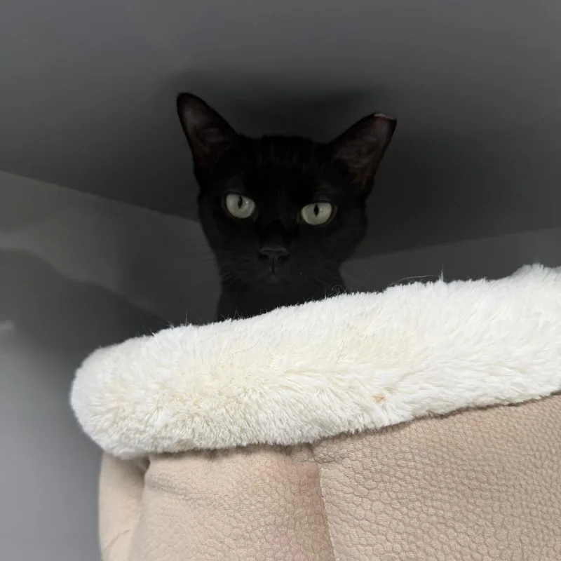 A young medium-sized female Black Domestic Short Hair cat named Estella for adoption in Gainesville, FL