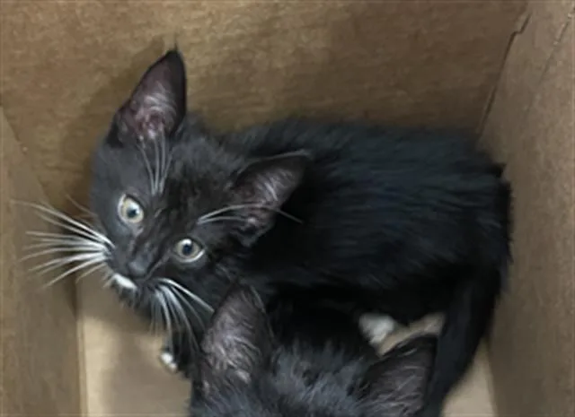 A baby medium-sized female Domestic Short Hair cat named Tara for adoption in Dallas, TX