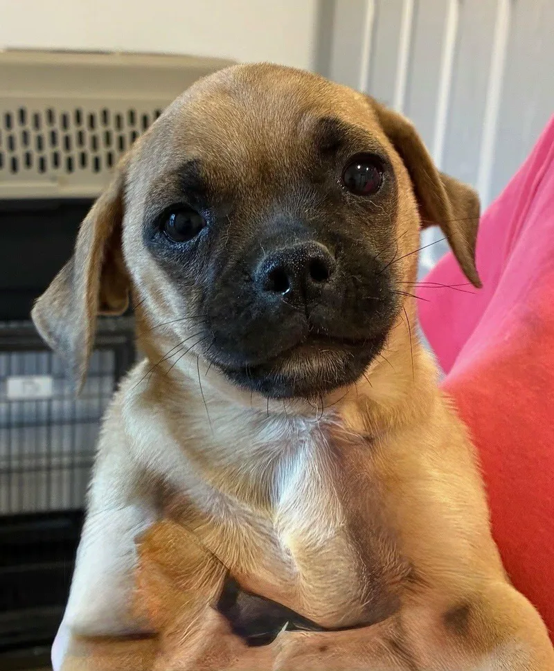A baby small-sized male Jack Russell Terrier dog named Tyler for adoption in Havertown, PA
