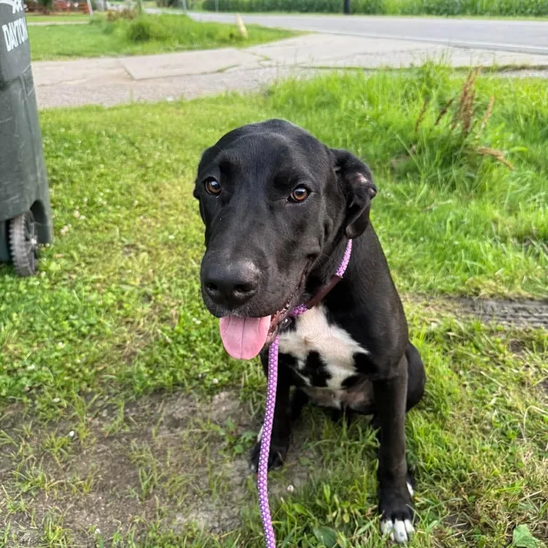 Dave the Dane