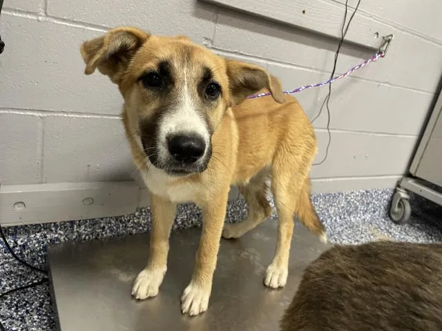A young small-sized female German Shepherd Dog dog named Sprinkle for adoption in Thousand Palms, CA