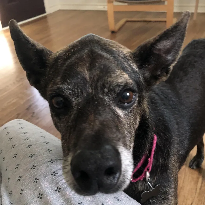 A senior medium-sized male Black Shepherd dog named Wally for adoption in Houston, TX