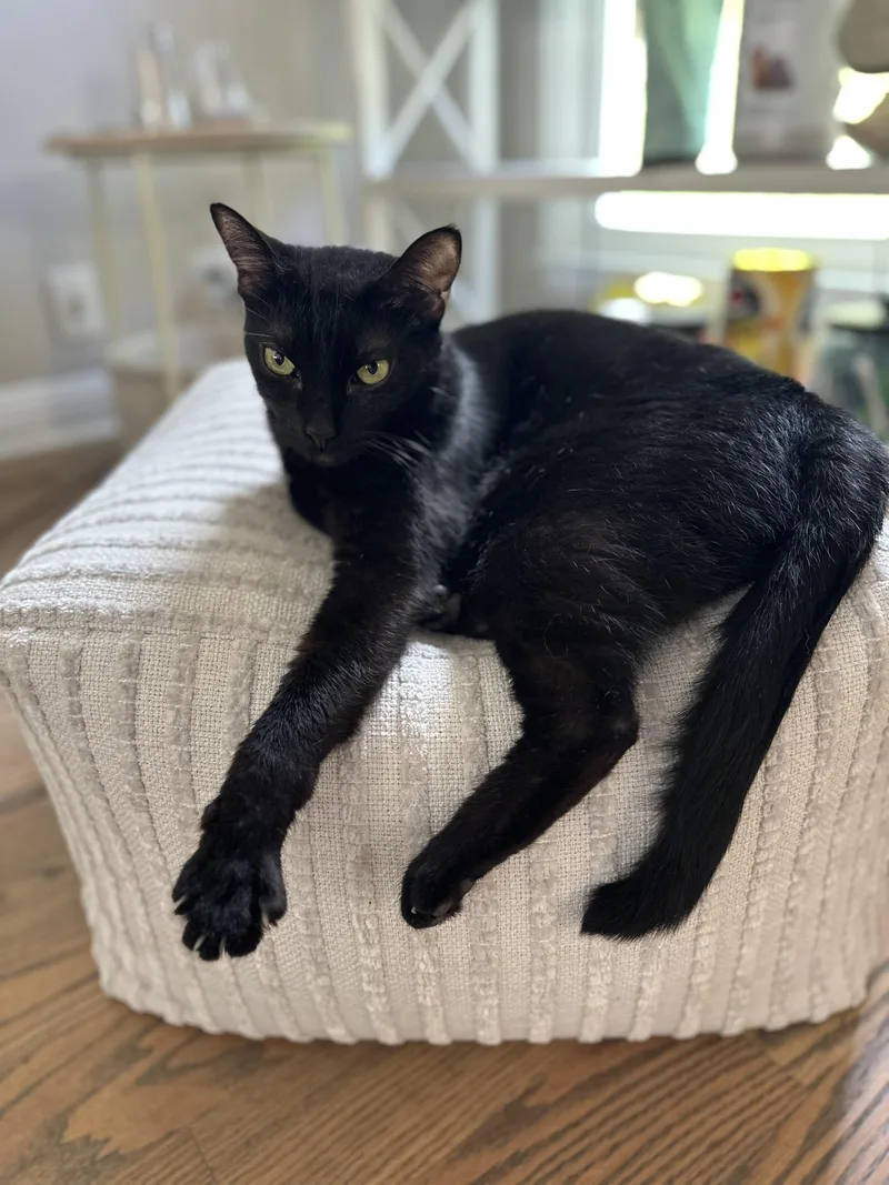 An adult medium-sized male Black Domestic Short Hair cat named Munchkin for adoption in Nashville, TN