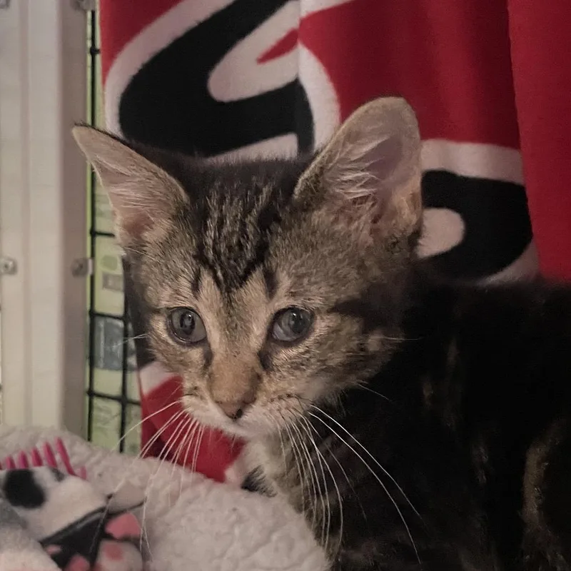 A baby small-sized male Domestic Short Hair cat named Am for adoption in Chicago, IL