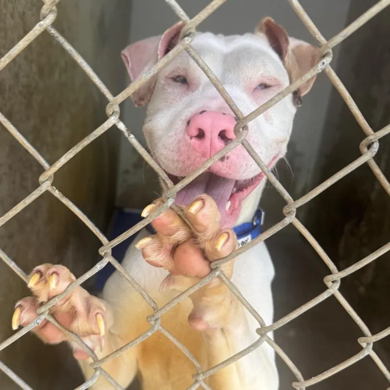 A young medium-sized male White / Cream Pit Bull Terrier dog named Topher for adoption in Austin, TX
