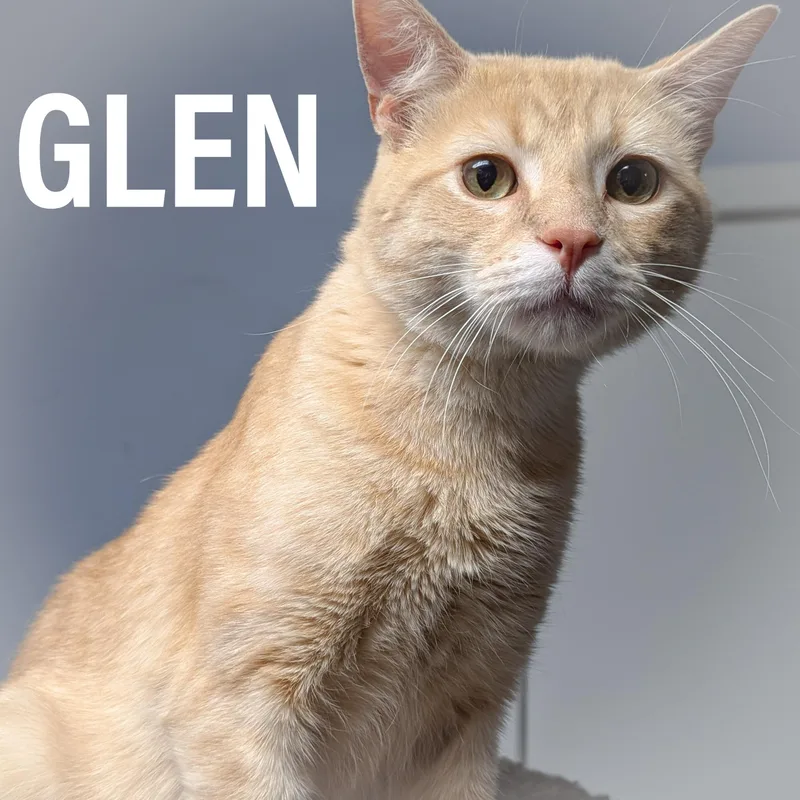 Glen thumbnail 4