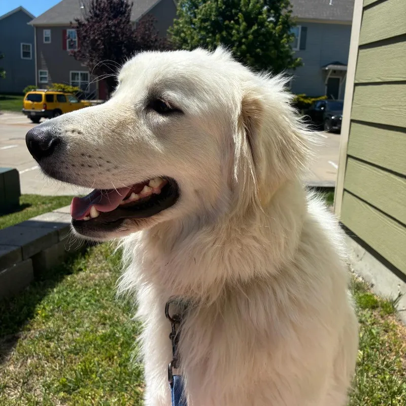 A young large-sized male White / Cream Great Pyrenees dog named Buck for adoption in Columbia, MO
