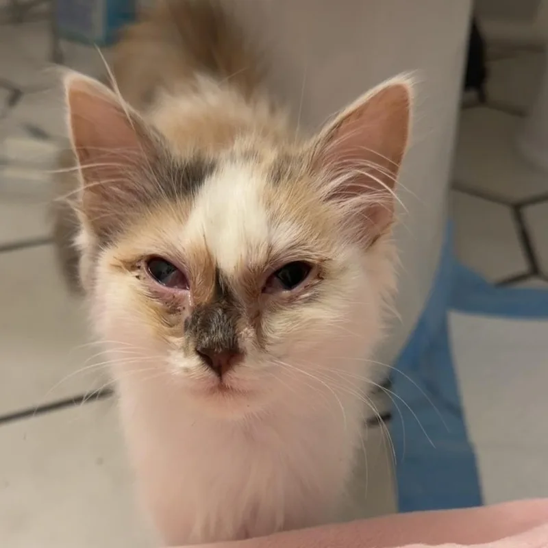 A baby small-sized female Calico Domestic Medium Hair cat named Zucchini for adoption in Greensboro, NC