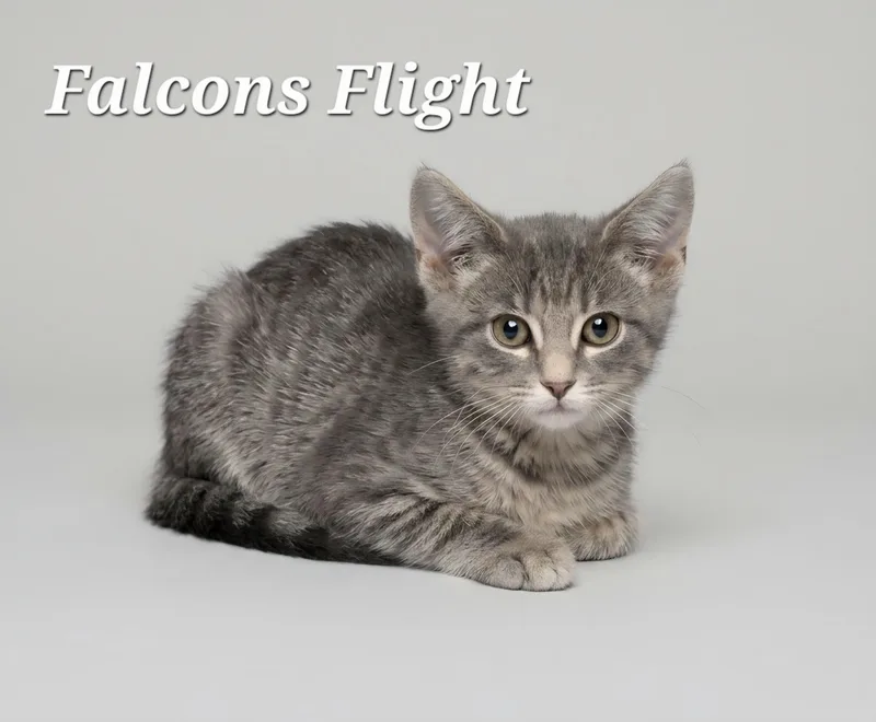 A baby medium-sized male Tabby (Gray / Blue / Silver) Tabby cat named Falcons Flight for adoption in Cranberry Township, PA