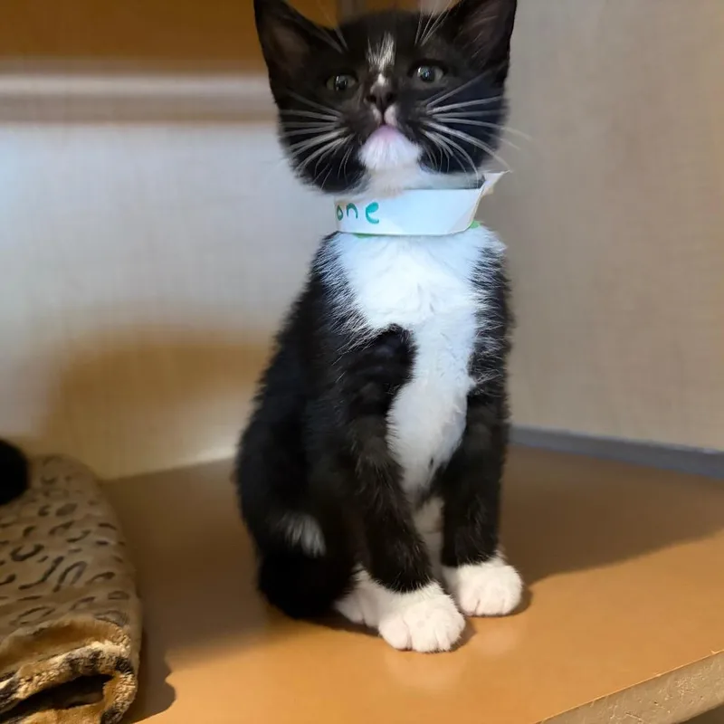 A baby small-sized male Black Domestic Short Hair cat named Ramone for adoption in Chesapeake, VA