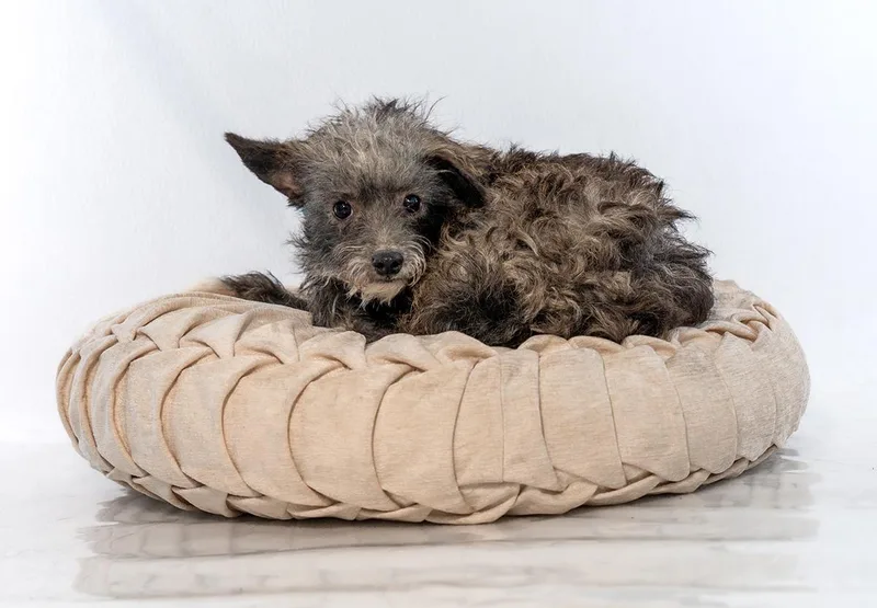 Dunn Aka Archie thumbnail 3