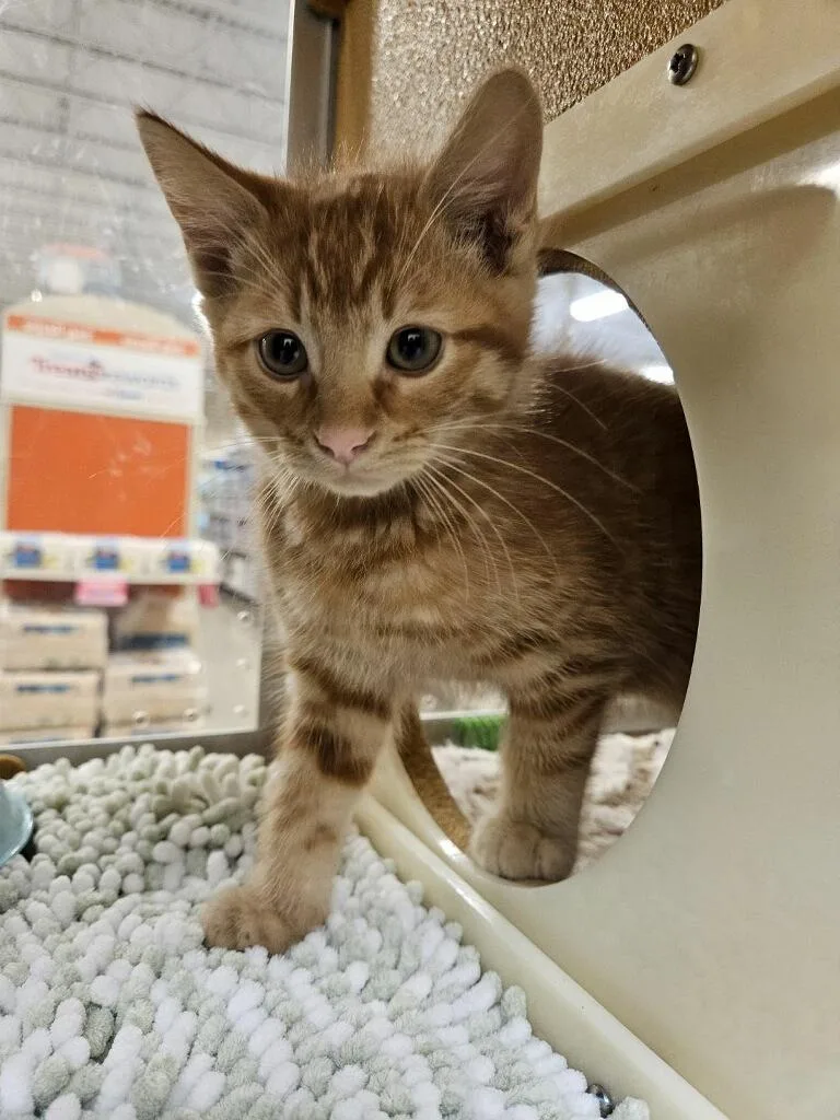 A baby medium-sized male Tabby (Orange / Red) Domestic Short Hair cat named Duncan for adoption in Barrington Hills, IL