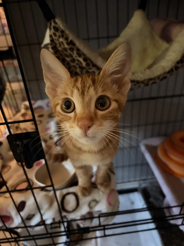 A baby small-sized male Tabby (Orange / Red) Domestic Short Hair cat named Kermit for adoption in Orlando, FL