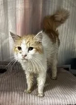 An adult medium-sized male Orange / Red Domestic Short Hair cat named Tacoma for adoption in Portsmouth, OH