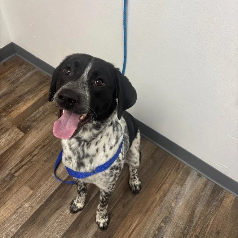 A young medium-sized male Black Mixed Breed dog named Boone for adoption in Oconto, WI
