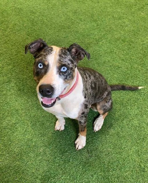 Sapphire thumbnail 3