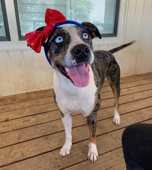 Sapphire thumbnail 5