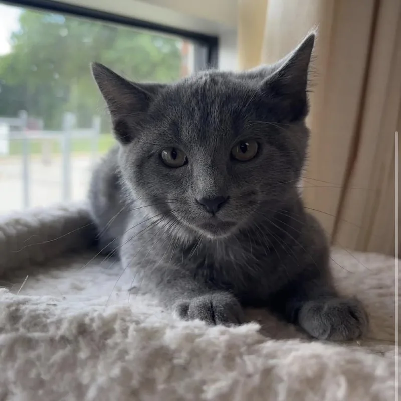 Oscar
