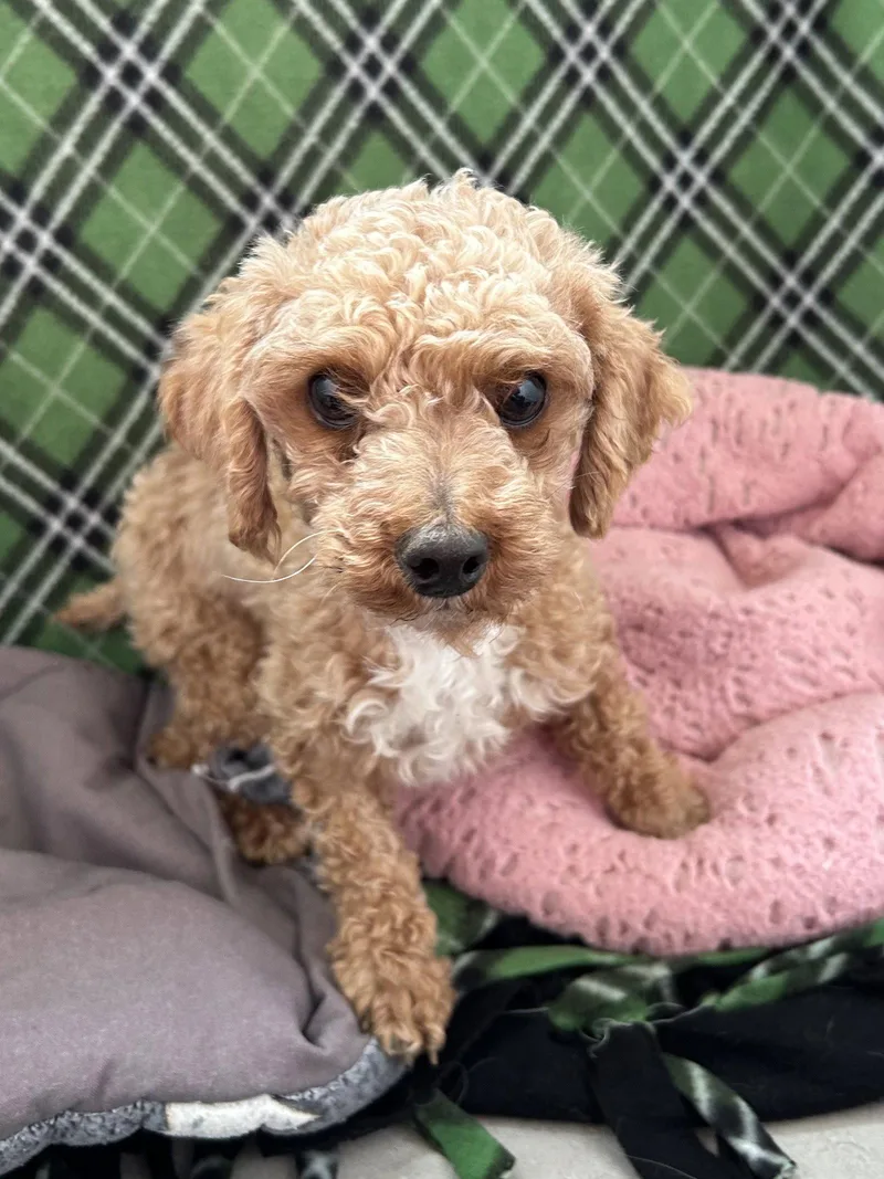 Mochi Mar