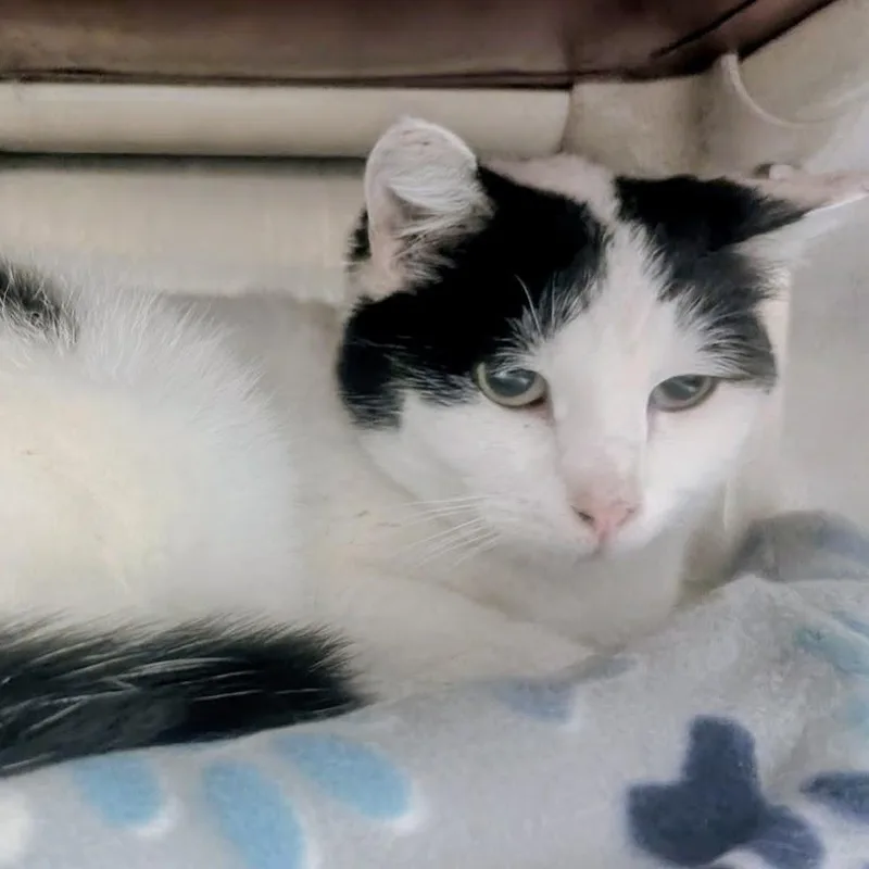 A young large-sized male White Domestic Short Hair cat named Truffle for adoption in Springfield, IL