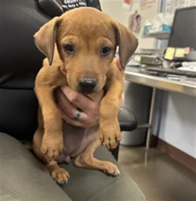 A baby large-sized female Pit Bull Terrier dog named Flamingo for adoption in Phoenix, AZ