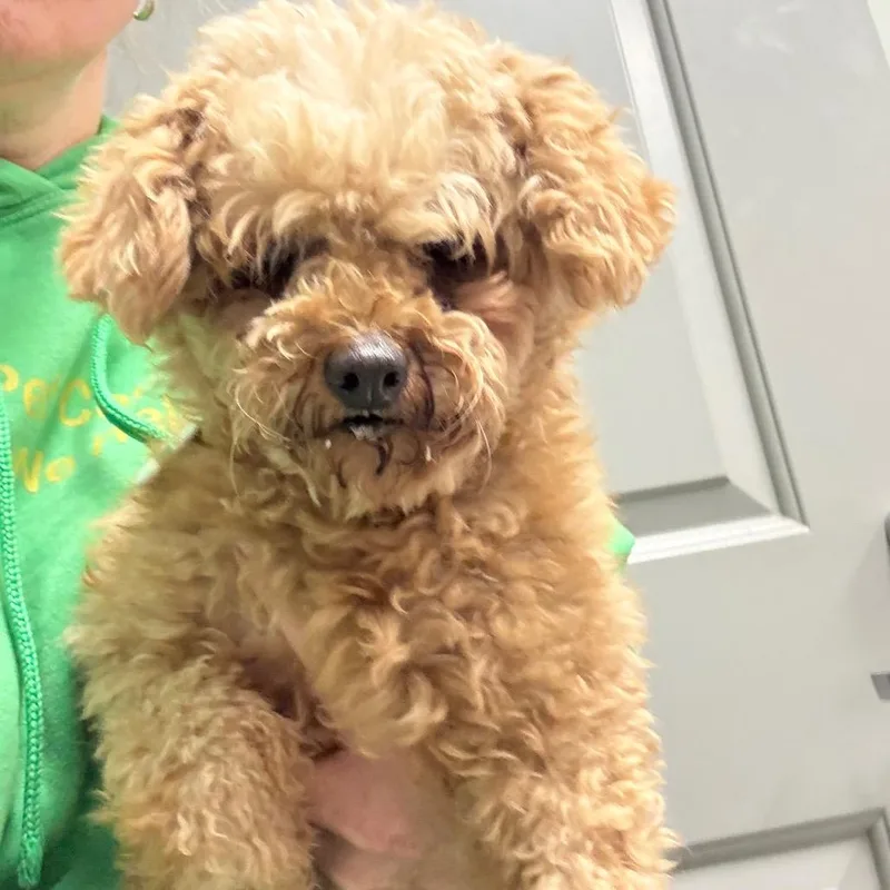 A senior small-sized female Red / Chestnut / Orange Miniature Poodle dog named Ocean for adoption in Normal, IL