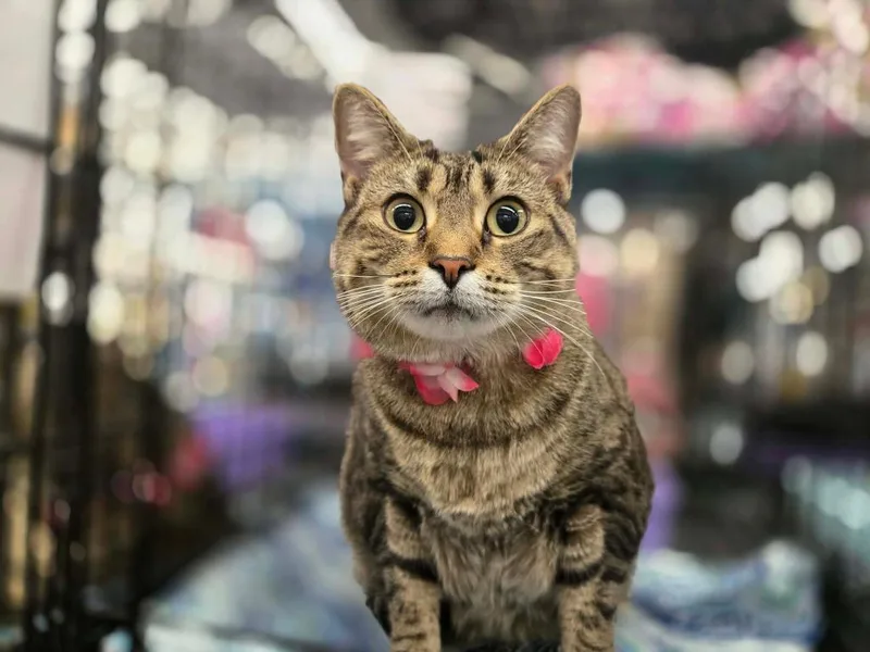 A young medium-sized female Domestic Short Hair cat named Mama for adoption in Grovetown, GA
