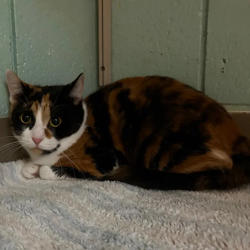 An adult medium-sized female Calico Domestic Short Hair cat named Normani for adoption in West Olive, MI