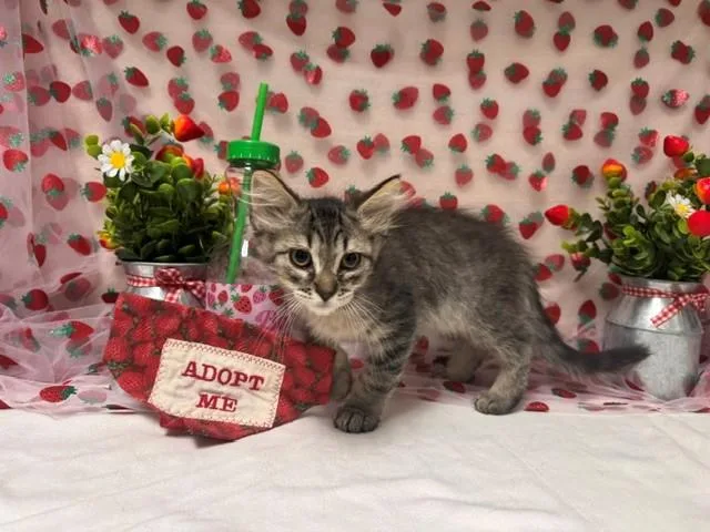 A baby small-sized male Domestic Medium Hair cat named Bandit for adoption in Fairfield, CA