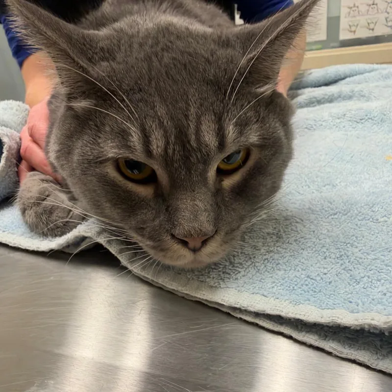 An adult medium-sized male Gray / Blue / Silver Domestic Short Hair cat named Mr. Blue for adoption in Murray, UT
