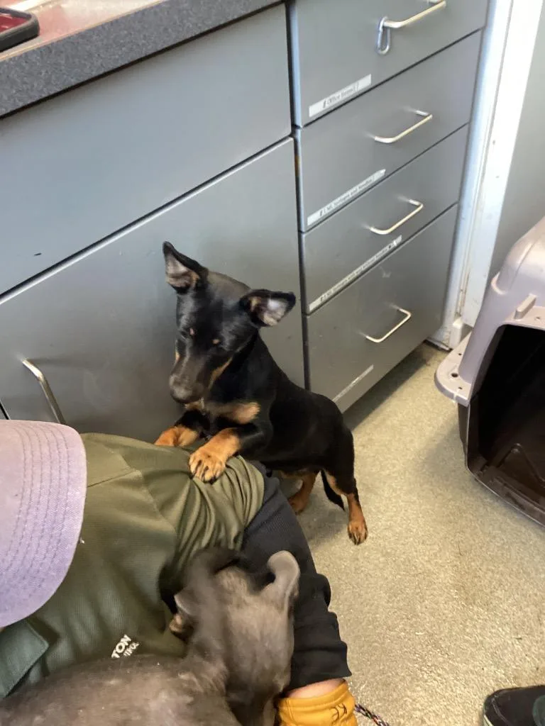 A young medium-sized female Chihuahua dog named Lola for adoption in Bloomington, IN