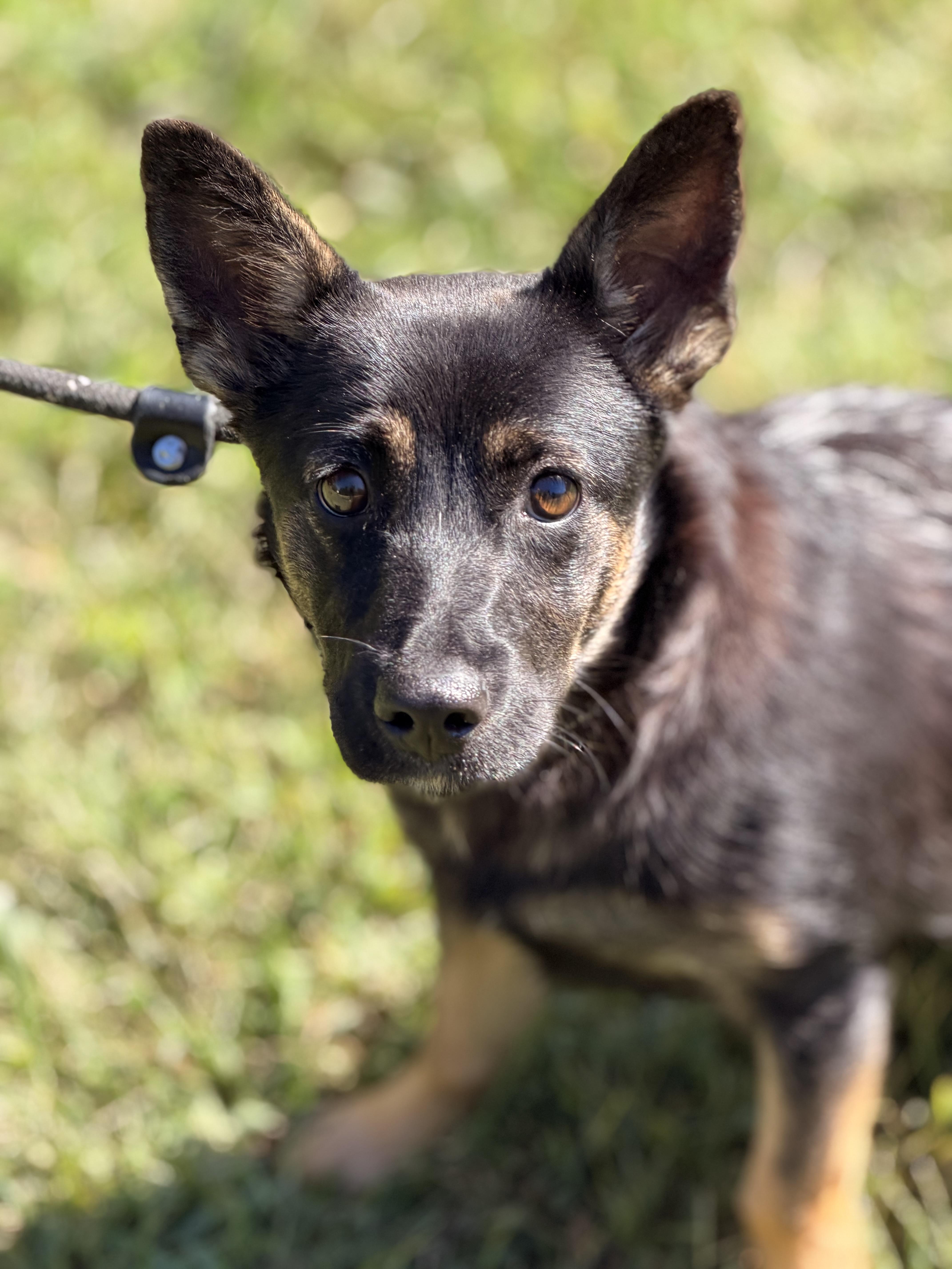 A young small-sized female Corgi dog named Priscilla for adoption in Meherrin, VA