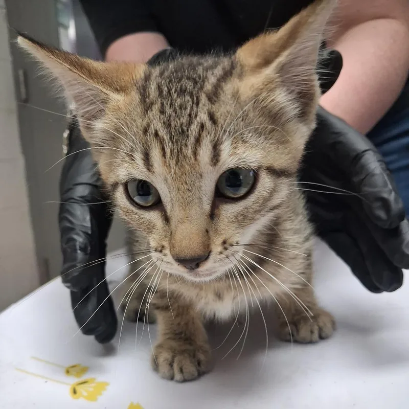 A baby small-sized female Gray / Blue / Silver American Shorthair cat named Gelato for adoption in Lufkin, TX