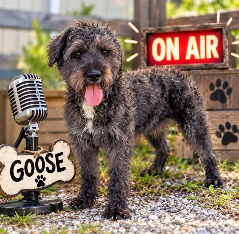 A young small-sized male Terrier dog named Goose for adoption in Sunbright, TN
