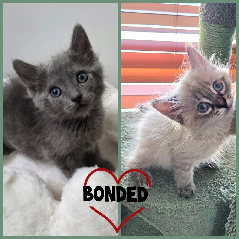 A baby small-sized male Gray / Blue / Silver Domestic Short Hair cat named Mousse for adoption in Tustin, CA