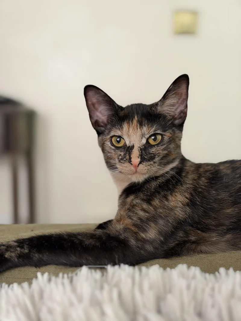A baby medium-sized female Tortoiseshell Domestic Short Hair cat named Willow for adoption in Jacksonville, FL