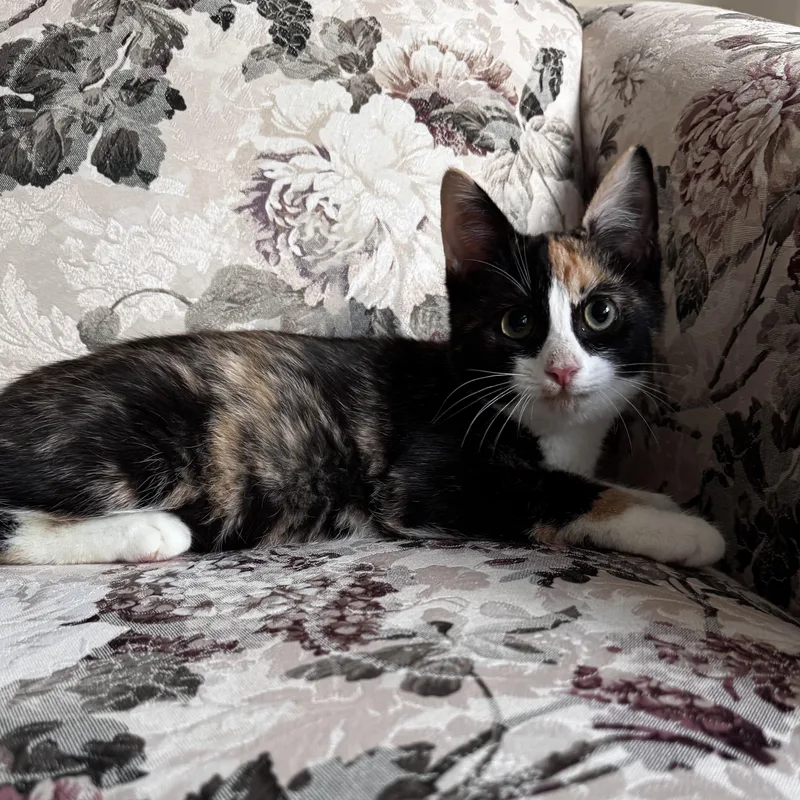 A baby small-sized female Domestic Short Hair cat named Idaho for adoption in East Greenwich, RI