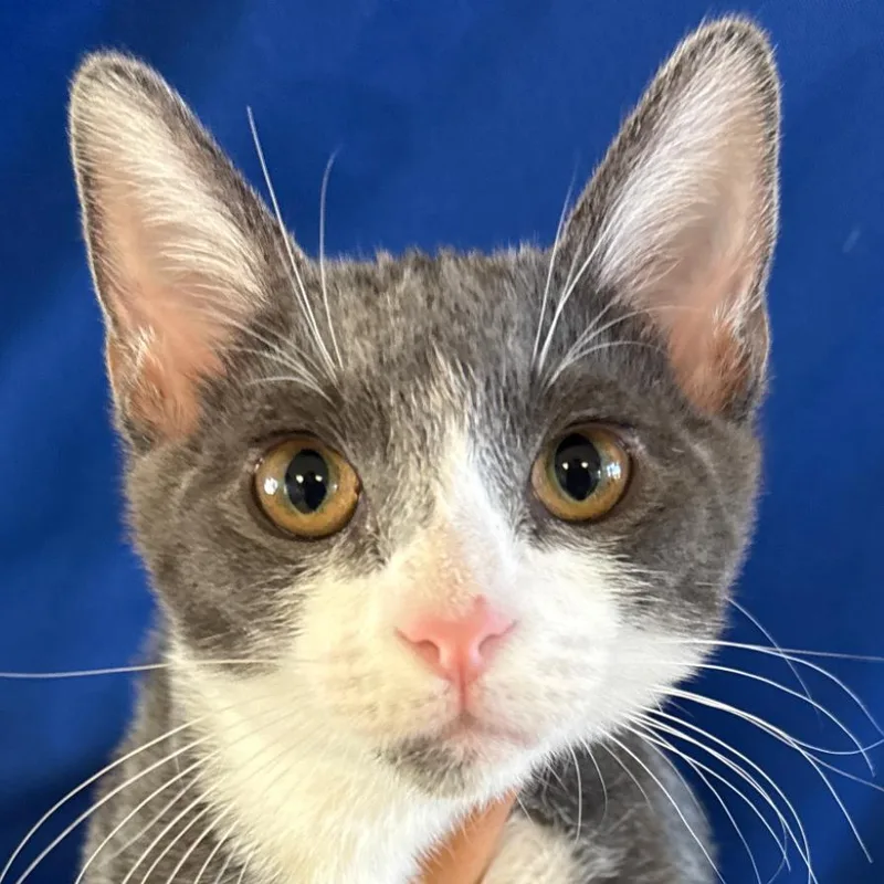 A baby small-sized male Gray / Blue / Silver Domestic Short Hair cat named Jason for adoption in Santa Barbara, CA