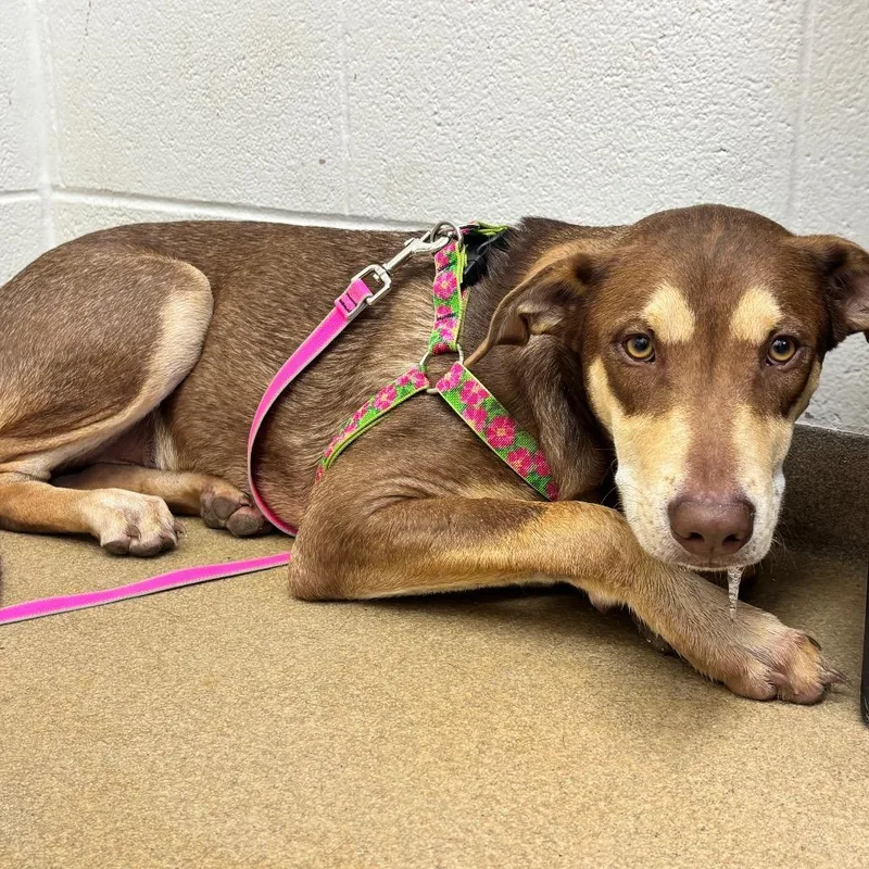 A young medium-sized male Brown / Chocolate Shepherd dog named Keeho for adoption in Corpus Christi, TX