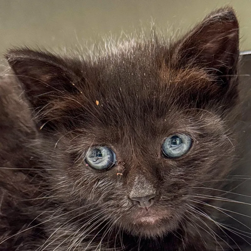 A baby small-sized male Black Domestic Short Hair cat named Pickle Avail  at for adoption in Kennebunk, ME