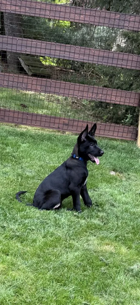 A baby small-sized female Belgian Shepherd / Malinois dog named Moon Litter  Nebula for adoption in Imlay City, MI