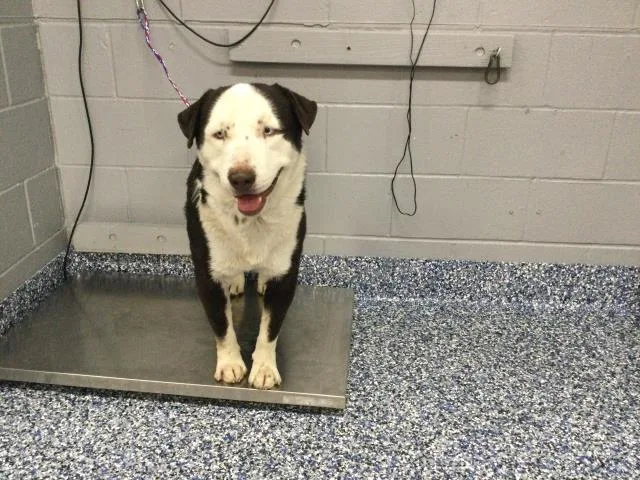 An adult large-sized male Australian Cattle Dog / Blue Heeler dog named A for adoption in Thousand Palms, CA