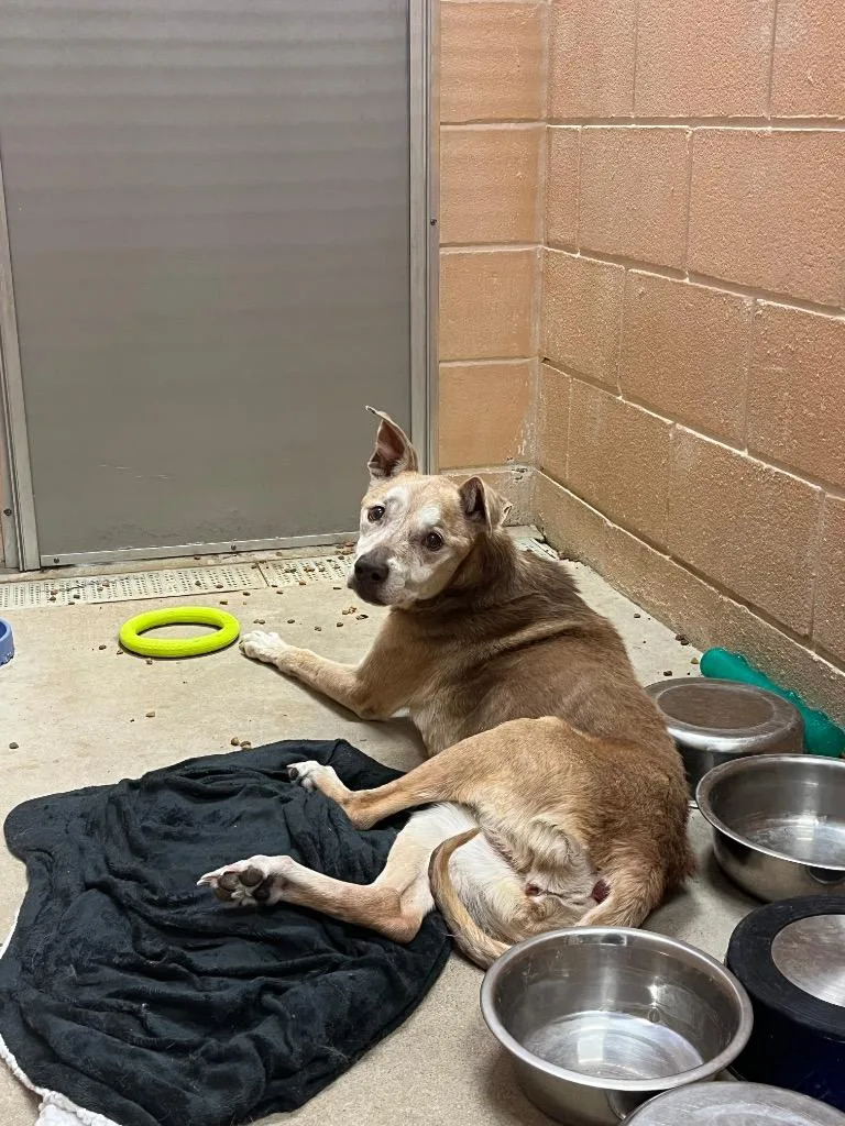 A senior medium-sized female American Staffordshire Terrier dog named Chip for adoption in New Braunfels, TX