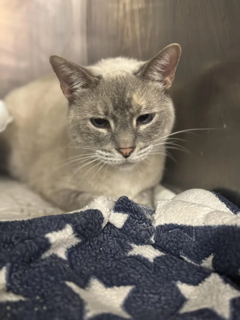 An adult medium-sized female Siamese cat named Soto for adoption in Chuckey, TN
