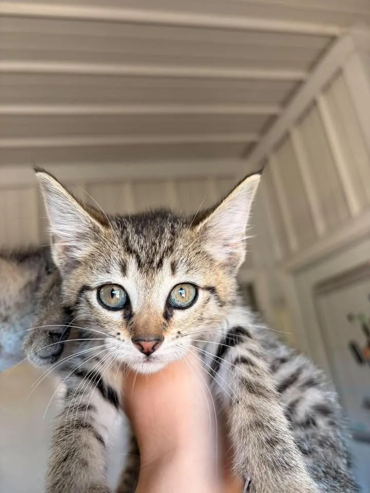 A baby small-sized female Domestic Short Hair cat named Toffee for adoption in Greensburg, IN