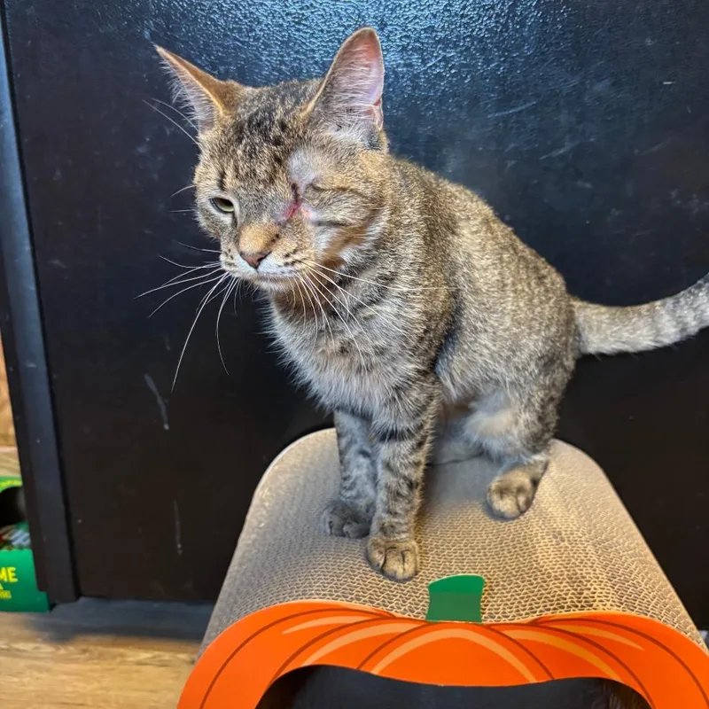 An adult medium-sized female Black Domestic Short Hair cat named Sis for adoption in PITTSBURGH, PA