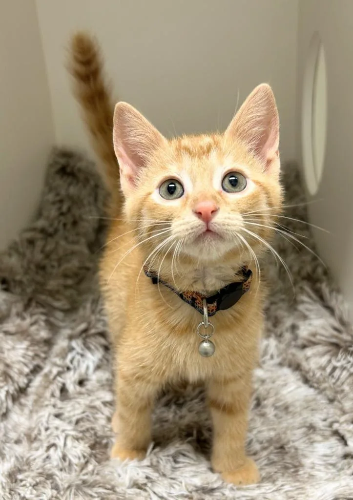 A baby medium-sized male Domestic Short Hair cat named Justin for adoption in Bryant, AR