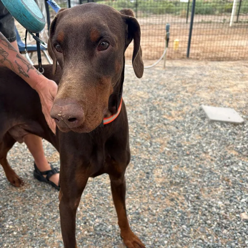 An adult medium-sized male Doberman Pinscher dog named Spartan for adoption in Bernalillo, NM