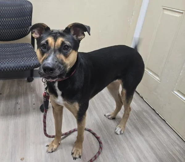 A young large-sized female German Shepherd Dog dog named Cocochanel for adoption in Oceanside, CA