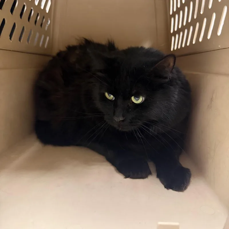 An adult extra large-sized male Black Domestic Short Hair cat named Mr Binx for adoption in Reno, NV
